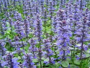 Ajuga reptans geen maat specificatie 0,55L/P9cm - afbeelding 7