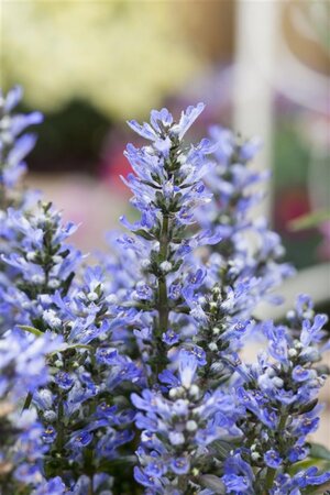Ajuga reptans geen maat specificatie 0,55L/P9cm - image 1