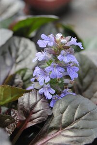 Ajuga reptans geen maat specificatie 0,55L/P9cm - image 2
