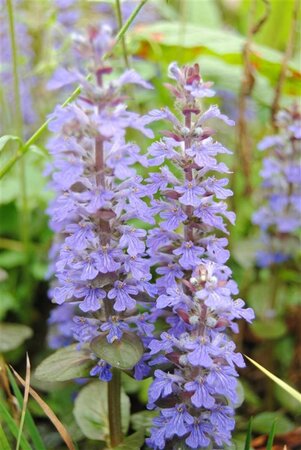 Ajuga reptans geen maat specificatie 0,55L/P9cm - image 3