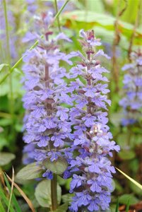 Ajuga reptans geen maat specificatie 0,55L/P9cm - image 3