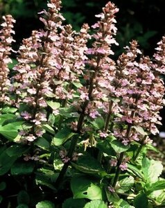 Ajuga reptans 'Purple Torch' geen maat specificatie 0,55L/P9cm