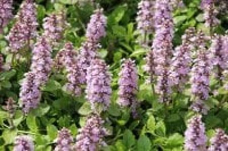 Ajuga reptans 'Rosea' geen maat specificatie 0,55L/P9cm