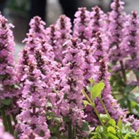 Ajuga reptans 'Rosea' geen maat specificatie 0,55L/P9cm - afbeelding 2