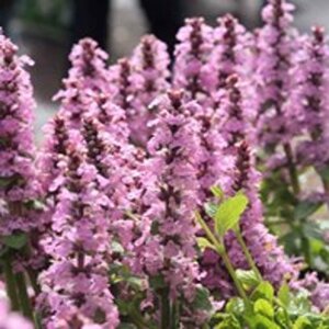 Ajuga reptans 'Rosea' geen maat specificatie 0,55L/P9cm - afbeelding 2
