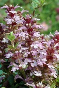 Ajuga reptans 'Rosea' geen maat specificatie 0,55L/P9cm - afbeelding 3