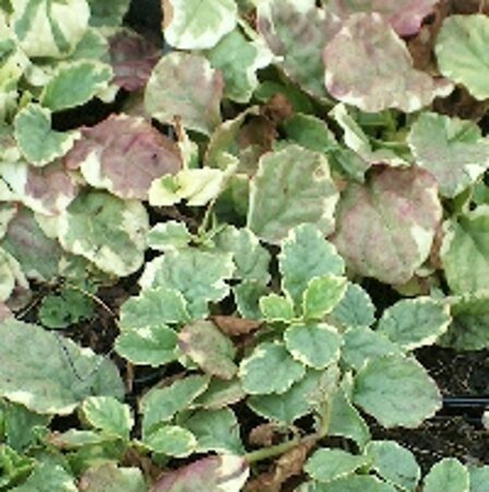 Ajuga reptans 'Variegata' geen maat specificatie 0,55L/P9cm
