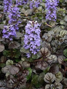 Ajuga reptans Black Scallop geen maat specificatie 0,55L/P9cm - afbeelding 5
