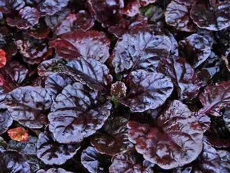Ajuga reptans Black Scallop geen maat specificatie 0,55L/P9cm - afbeelding 6