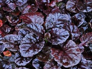 Ajuga reptans Black Scallop geen maat specificatie 0,55L/P9cm - afbeelding 6