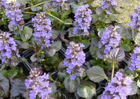 Ajuga reptans Black Scallop geen maat specificatie 0,55L/P9cm - afbeelding 7