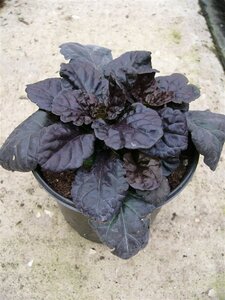 Ajuga reptans Black Scallop geen maat specificatie 0,55L/P9cm - afbeelding 8