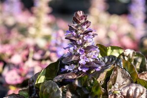 Ajuga reptans Black Scallop geen maat specificatie 0,55L/P9cm