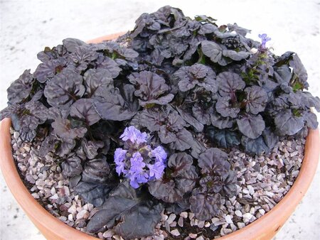 Ajuga reptans Black Scallop geen maat specificatie 0,55L/P9cm - afbeelding 4