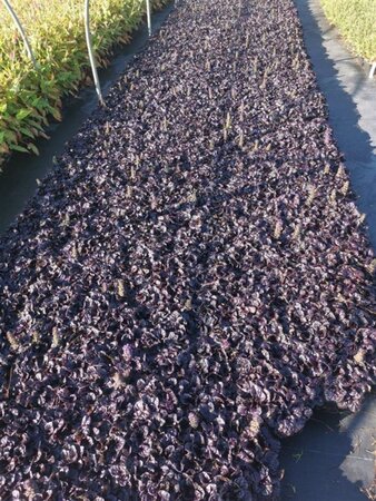 Ajuga reptans Black Scallop geen maat specificatie 0,55L/P9cm - afbeelding 2
