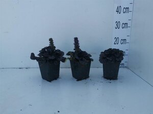 Ajuga reptans Black Scallop geen maat specificatie 0,55L/P9cm - afbeelding 3