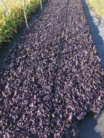 Ajuga reptans Black Scallop geen maat specificatie 0,55L/P9cm - afbeelding 5