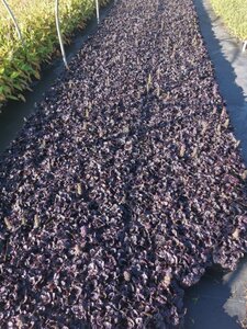 Ajuga reptans Black Scallop geen maat specificatie 0,55L/P9cm - afbeelding 5