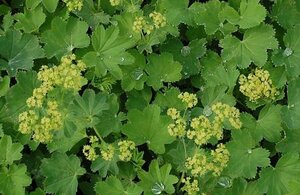 Alchemilla epipsila geen maat specificatie 0,55L/P9cm - afbeelding 2