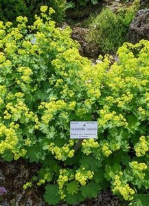 Alchemilla epipsila geen maat specificatie 0,55L/P9cm - afbeelding 2
