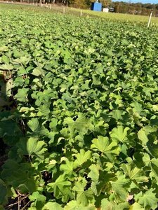 Alchemilla epipsila geen maat specificatie 0,55L/P9cm