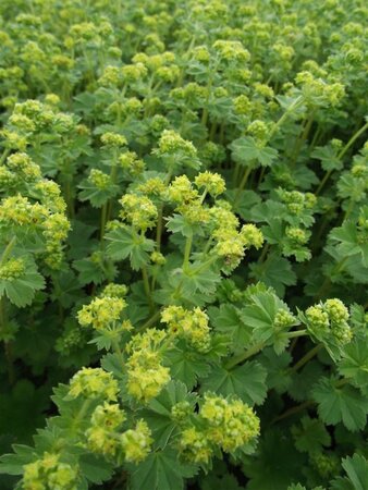 Alchemilla erythropoda geen maat specificatie 0,55L/P9cm - afbeelding 4