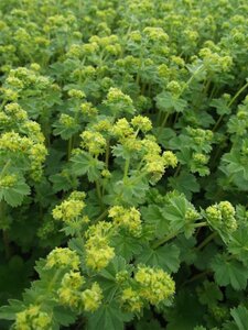 Alchemilla erythropoda geen maat specificatie 0,55L/P9cm - afbeelding 4