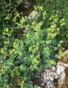 Alchemilla erythropoda geen maat specificatie 0,55L/P9cm - afbeelding 2