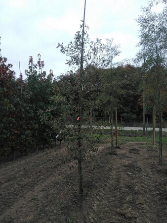 Alnus glutinosa 'Imperialis' 10-12 cm wortelgoed geveerd - afbeelding 3