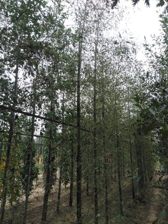 Alnus glutinosa 'Imperialis' 10-12 cm wortelgoed geveerd - afbeelding 2