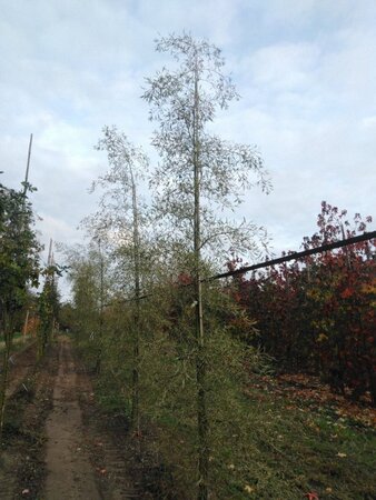 Alnus glutinosa 'Imperialis' 10-12 cm wortelgoed geveerd - afbeelding 5