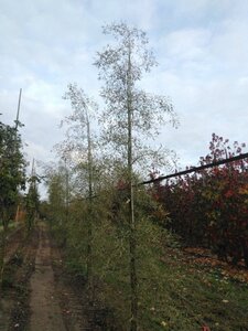 Alnus glutinosa 'Imperialis' 10-12 cm wortelgoed geveerd - afbeelding 5