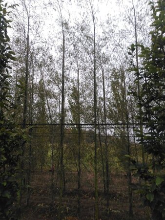 Alnus glutinosa 'Imperialis' 10-12 cm wortelgoed geveerd - afbeelding 4