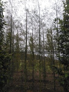 Alnus glutinosa 'Imperialis' 10-12 cm wortelgoed geveerd - afbeelding 4