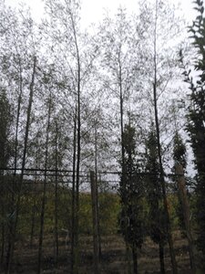 Alnus glutinosa 'Imperialis' 12-14 cm wortelgoed geveerd 2 X verplant - afbeelding 4