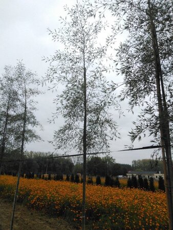 Alnus glutinosa 'Imperialis' 12-14 cm wortelgoed geveerd 2 X verplant - afbeelding 3