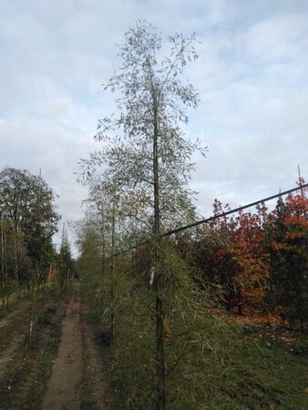 Alnus glutinosa 'Imperialis' 12-14 cm wortelgoed geveerd 2 X verplant - afbeelding 5
