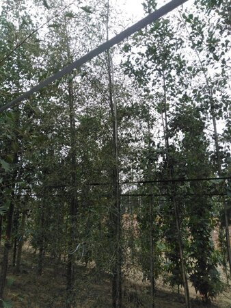 Alnus glutinosa 'Imperialis' 12-14 cm wortelgoed geveerd 2 X verplant - afbeelding 2