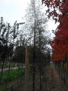 Alnus glutinosa 'Imperialis' 14-16 cm wortelgoed geveerd 3 X verplant - afbeelding 4
