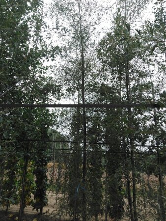 Alnus glutinosa 'Imperialis' 14-16 cm wortelgoed geveerd 3 X verplant - afbeelding 3