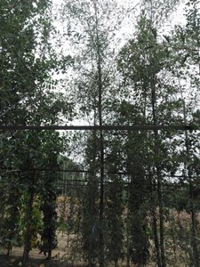 Alnus glutinosa 'Imperialis' 14-16 cm wortelgoed geveerd 3 X verplant - afbeelding 3