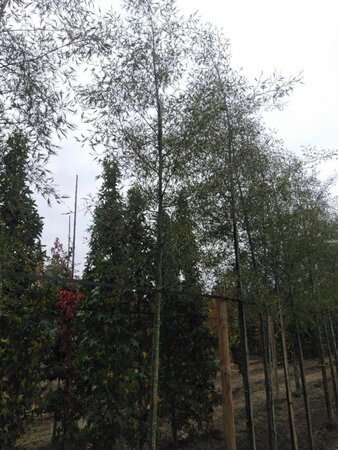 Alnus glutinosa 'Imperialis' 14-16 cm wortelgoed geveerd 3 X verplant - afbeelding 1