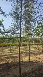 Alnus glutinosa 'Imperialis' 14-16 cm wortelgoed geveerd 3 X verplant - afbeelding 2