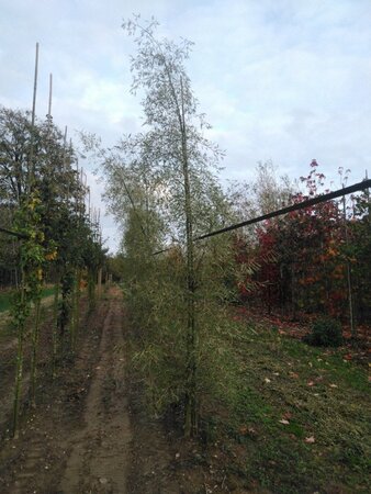 Alnus glutinosa 'Imperialis' 14-16 cm wortelgoed geveerd 3 X verplant - afbeelding 5