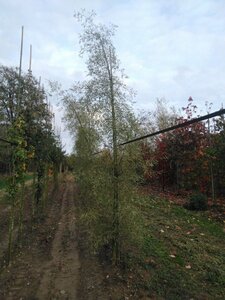 Alnus glutinosa 'Imperialis' 14-16 cm wortelgoed geveerd 3 X verplant - afbeelding 5