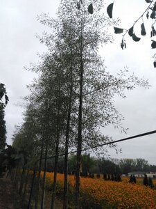 Alnus glutinosa 'Imperialis' 16-18 cm draadkluit geveerd 3 X verplant