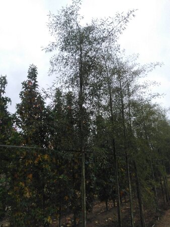 Alnus glutinosa 'Imperialis' 18-20 cm draadkluit geveerd 3 X verplant - afbeelding 1