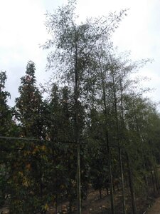 Alnus glutinosa 'Imperialis' 18-20 cm draadkluit geveerd 3 X verplant