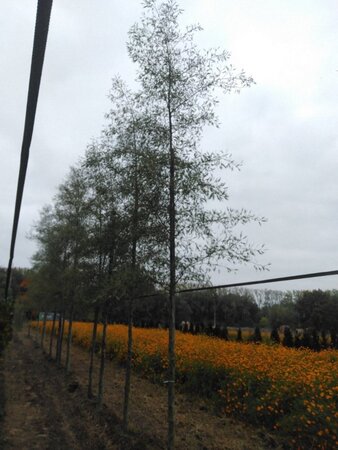 Alnus glutinosa 'Imperialis' 20-25 cm draadkluit geveerd 4 X verplant