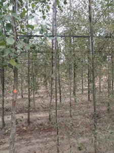 Alnus glutinosa 'Imperialis' 6-8 cm wortelgoed geveerd - afbeelding 6